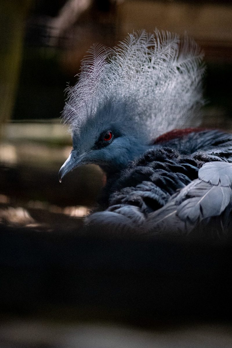 Oiseau à la crête de plumes fines et à l'œil rouge, plumage bleu-gris, dans une lumière rasante