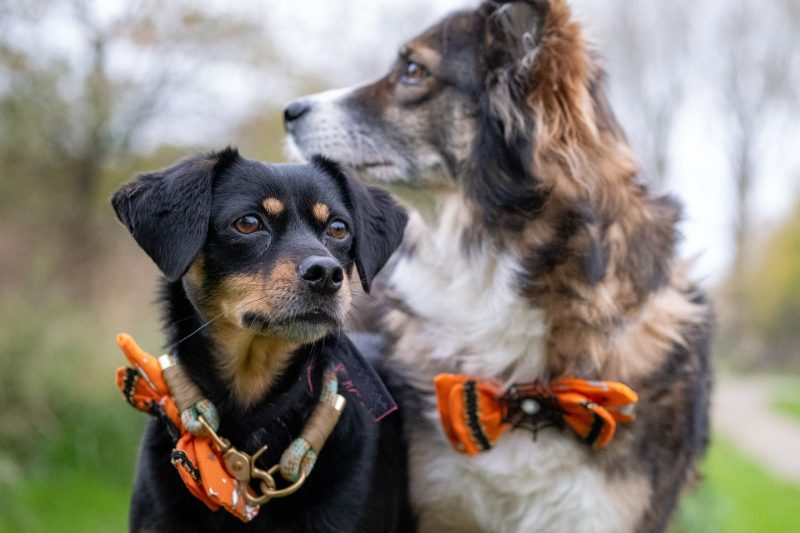 Deux chiens côte à côte, un petit noir et feu au foulard orange et un grand à poil long au nœud papillon orange, qui regarde au loin