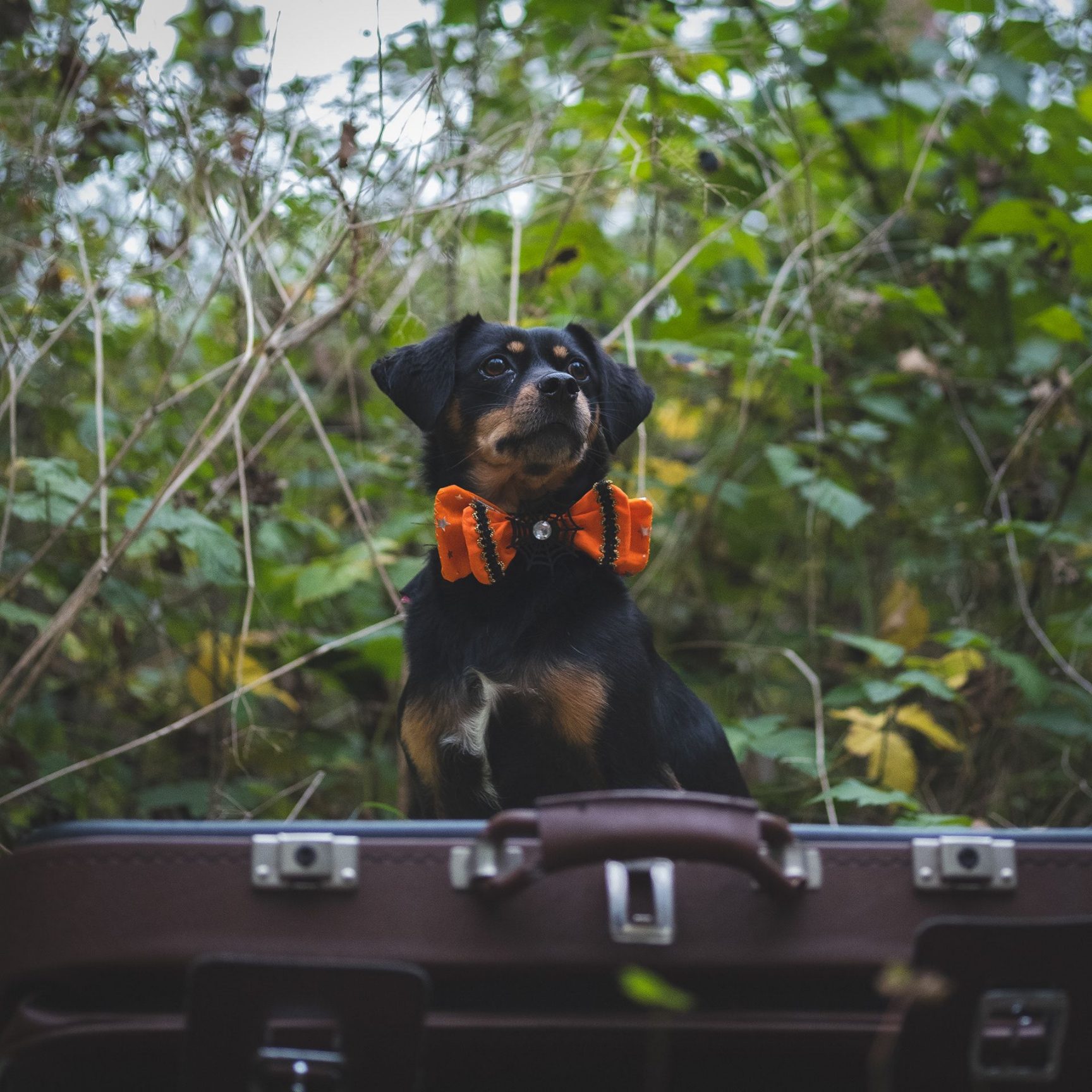Petit chien noir et feu, nœud papillon orange d'Halloween à toile d'araignée au cou, assis derrière une valise ancienne au milieu des broussailles